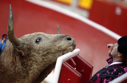 Uno de los toros intenta llegar al toreo, resguardado tras la barrera de la plaza de toros.