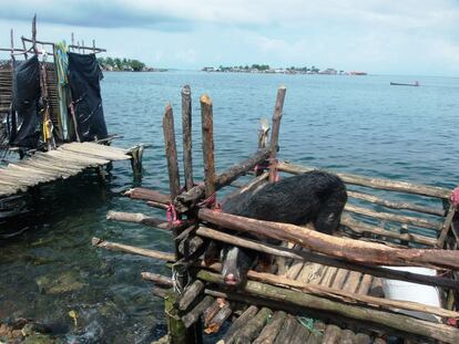 En la isla Gardi Sugdub, la falta de tierras obliga a alojar a los cerdos en en jaulas de troncos que los vecinos construyen un metro mar adentro.