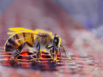 Agrotóxico mais encontrado em frutas e verduras no Brasil é fatal para abelhas