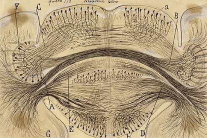 Dibujo del corte horizontal del centro cerebroide de la sepia, pintado por Ramón y Cajal hacia 1917.