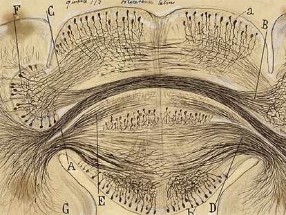 Dibujo del corte horizontal del centro cerebroide de la sepia, pintado por Ramón y Cajal hacia 1917.