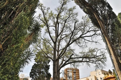 El Ginkgo es un árbol medicinal único en el mundo. Estos ejemplares suelen vivir más de mil años, llegando a alcanzar los 2.500 años. Estos árboles se pueden encontrar en los jardines de Ayora.