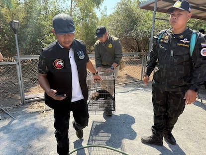 La policía tailandesa incautaba ayer a los animales salvajes protegidos que encontraron en el santuario del 'youtuber' y naturalista Frank Cuesta.