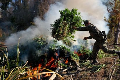 Quema de marihuana en Sinaloa, en 2012.