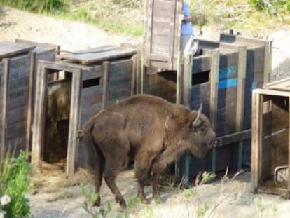 Uno de los bisontes de la reserva de Benag&eacute;ber.
