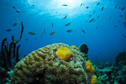 ARRECIFES DEL CARIBE. El Sistema Arrecifal Mesoamericano se extiende por 1.000 kilómetros, desde el norte de Quintana Roo, en México, pasando por Belice y Guatemala, hasta el norte de Honduras. Es la segunda barrera de coral más grande del mundo. Son ecosistemas de alta biodiversidad e importancia ecológica, ya que otras especies marinas los usan para alimentarse, refugiarse o reproducirse. Además, protegen la costa frente a huracanes. Pero están gravemente amenazados por el cambio climático.