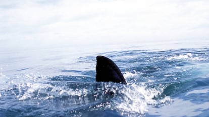 Una aleta de tiburón, de la que Canadá es el tercer importador mundial.