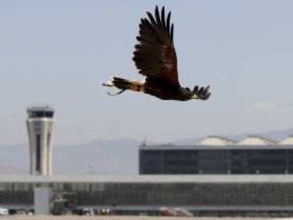 Una de las águilas del servicio de cetrería que vigilan diariamente el aeropuerto de Málaga. EFE/Archivo