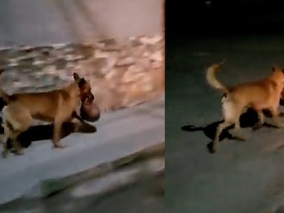En un video difundido en redes sociales, se observa un perro llevando en el hocico una cabeza humana en Zacatecas.