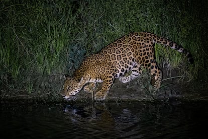 Tráfico del jaguar en Bolivia