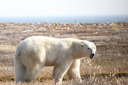 Oso polar