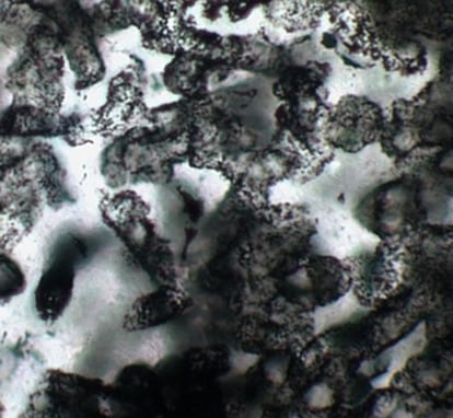 Estructuras tubulares que son microfósiles, según los científicos que los han descubierto en rocas de Australia de hace 3.400 millones de años.
