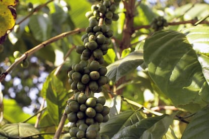 Entre yucas, plataneros y maíz, en el distrito de Buikwe se imponen las plantas de café. Su producción y exportación es gestionada por empresas inglesas que emplean de forma temporal a los locales. La bebida local a orillas del Nilo es el té verde.