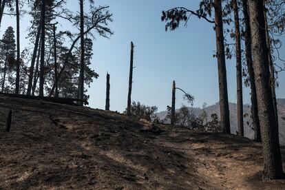 Arriba, en los cerros, donde las llamas echaron abajo en cuestión de minutos los recuerdos de miles de familias, el panorama es distinto. Los vecinos remueven bajo el sol los escombros de los que fue su hogar y desesperan en busca de ayuda de las autoridades gubernamentales. En la imagen, un tramo de cerro afectado por los incendios.