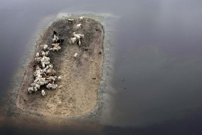 Ganado atrapado en una porción de tierra en la provincia de Ballivian, en el departamento de Beni (Bolivia), tras las lluvias torrenciales que provocaron serias inundaciones a principios de febrero pasado.