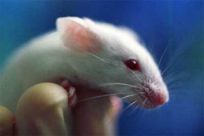 Un científico sostiene en su mano un ratón, uno de los animales de laboratorio más corrientes.