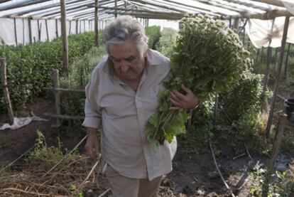 El presidente de Uruguay, José Mujica, en su chacra (casa agrícola) de Montevideo, durante la entrevista concedida a EL PAÍS el  13 de abril de 2011.