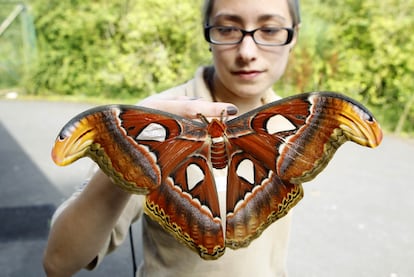 La polilla más grande del mundo, la 'Attacus Atlas', puede tener una envergadura de hasta 30 cm.