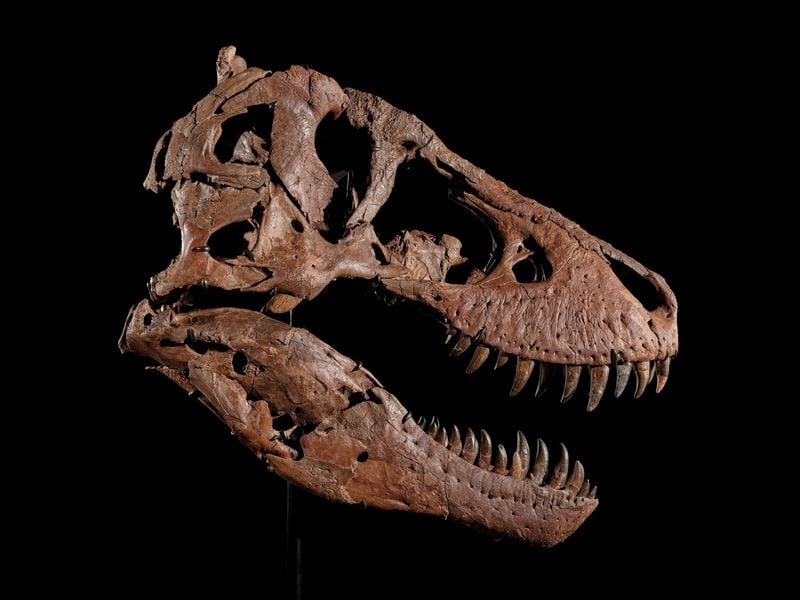 Cráneo del dinosaurio `Gus´.