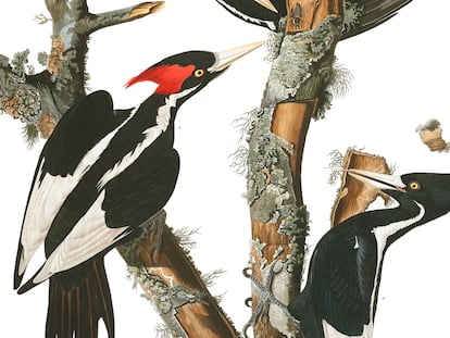 Um casal de pica-paus-bico-de-marfim, em um desenho feito pelo histórico ornitólogo John James Audubon.