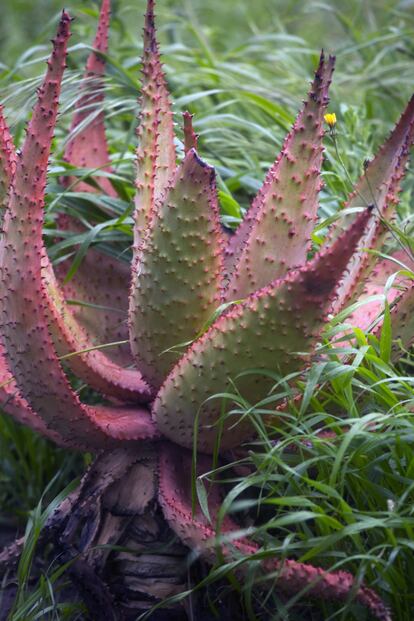 Todas las plantas del jardín de Rohuna proceden de los campos y los márgenes de las carreteras.