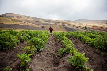 Hortensia camina por sus sembradíos en un terreno que heredó de sus padres y que destina para cultivar papas, habas y cebollas, entre otros productos.