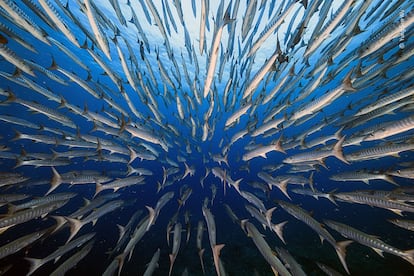 Los avances en la investigación del movimiento de los peces supone una base teórica para explorar el fondo marino de forma menos invasiva.