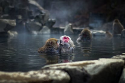 <b><p>Un balneario entre macacos </b></p> El parque de Jigokudani, en Japón, alberga a una tropa de macacos rojos, también llamados monos de las nieves. Hasta 200 primates de cara sonrosada habitan en este pueblo de <i>onsen </i>(baños de aguas termales) situado en la región central de la isla de Honshu, la principal del país. Por la mañana, estos simios —de los más inteligentes del mundo— descienden desde las montañas hasta las humeantes aguas del valle, atraídos por los silbatos de los cuidadores del parque, quienes les avisan de que el desayuno está listo. Jigokudani (que significa valle del infierno en japonés) debe su nombre a las fuentes termales que caldean esta garganta del río Yokoyu. Los visitantes pueden aproximarse con libertad a los monos y fotografiarlos desde muy cerca. Pero con precaución y respeto: no se permite tocarlos, ni asustarlos, ni darles comida.