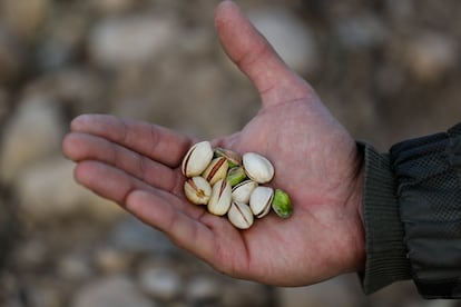 Pistachios from a farm in Madrid.