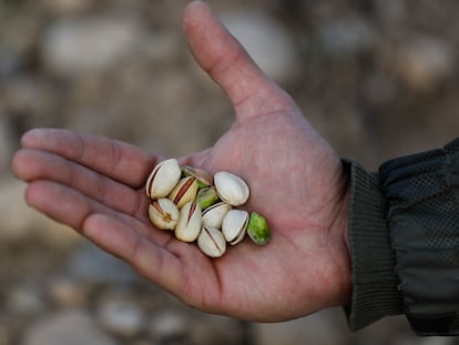 Pistachos de la finca Las Marismas, en el KM.2.700 de la carretera de Aranjuez a Colmenar de Oreja.