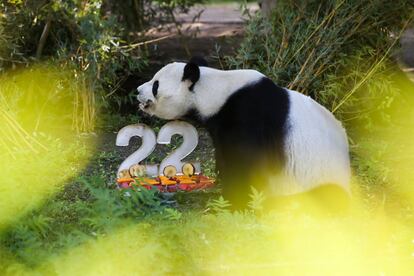 Bing Xing, con la tarta de su 22 cumpleaños.
