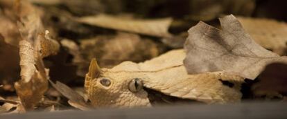 Una víbora del Gabón, en la muestra 'Enverinats' en el Museo de Historia Natural.