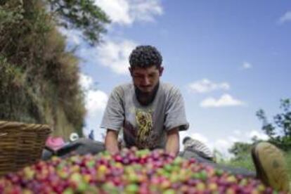 Según los cálculos de Anacafé, la roya provocará una caída del 15 % de la actual cosecha cafetalera frente a la del período inmediatamente anterior. EFE/Archivo