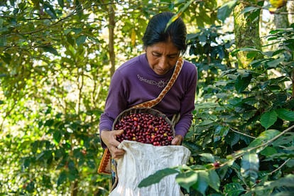 Recolección de café en Tenejapa, Chiapas (México).
