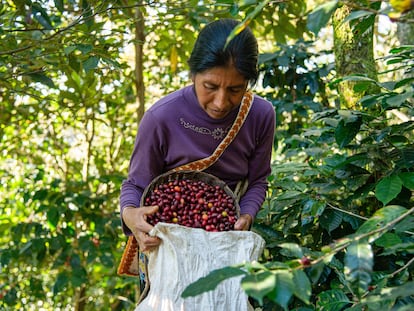 Recolección de café en Tenejapa, Chiapas (México).