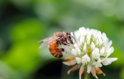 El trébol blanco proporciona néctar y polen a multitud de insectos del jardín.