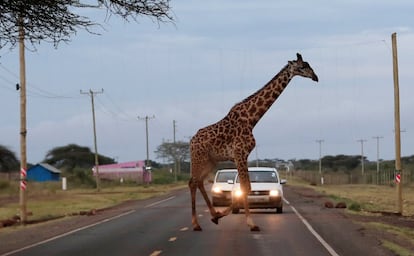 Una jirafa cruza una carretera dentro del santuario de Kimana, que une el Parque Nacional de Amboseli con las áreas protegidas de Chyulu Hills y Tsavo, dentro del ecosistema de Amboseli en Kimana (Kenia).