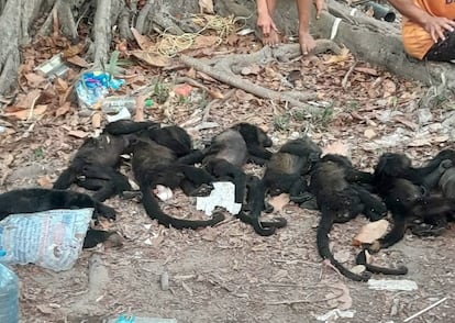 Van de honderden Mexicaanse brulapen die door de hittegolf omkwamen, waren er slechts twaalf baby's. Op de foto zijn enkele van de overleden primaten te zien.