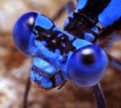 'Argia vivida', de la familia de los 'cenagriónidos'.