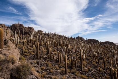 Una especie de cactus gigantes, los echinopsis atacamensis, han colonizado las islas del salar. Muchas de estas plantas alcanzan hasta los 10 metros de altura. Los lugareños creen que se elevan un centímetro por año y reverencian a los cactus más grandes como entes centenarios.