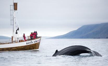 Los mejores avistamientos de ballenas en Islandia parten de Husavik, en la costa norte de la isla volcánica. Lo más espectacular es realizarlos a la luz del sol de medianoche. La mejor época para observar ballenas en Islandia es de mayo a septiembre. Se pueden ver jorobadas, rorcuales aliblancos y orcas, y de junio a julio, si tenemos suerte, también podremos disfrutar de la enorme ballena azul. Un viaje en barco desde Husavik para divisar ballenas suele durar tres horas y cuesta entorno a 100 euros. Las temperaturas rara vez superan los 10ºC, incluso en verano, así que prepárate para el frío.