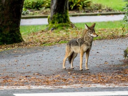 Los incidentes con coyotes en el parque Stanley han sido reportados desde diciembre de 2020.