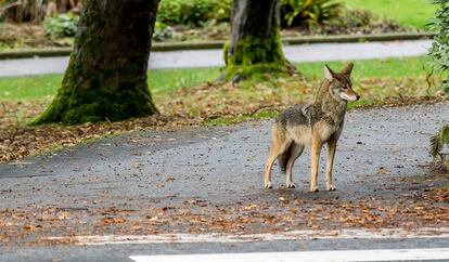 coyotes en parque Stanley en Vancouver Canadá