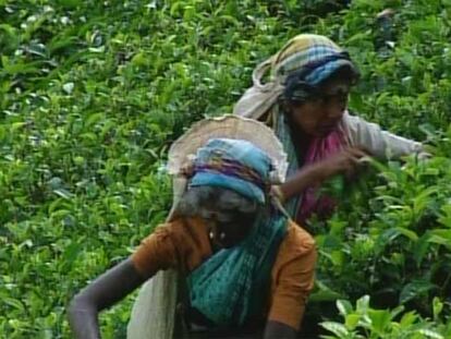 Sri Lanka, la isla del té