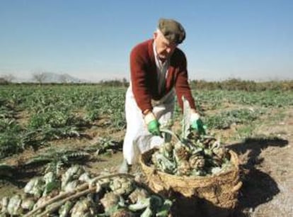 Un agricultor recoge de su campo las alcachofas menos dañadas por las heladas del invierno en Almoradi, Alicante. EFE/Archivo