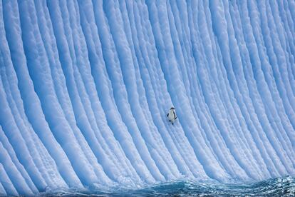 La población de pingüinos barbijo ha caído hasta un 77% en la Antártida en los últimos 50 años. La transformación de su hábitat los obliga a recorrer cada vez mayores distancias en busca de alimento. Fotografía de Paul Nicklen