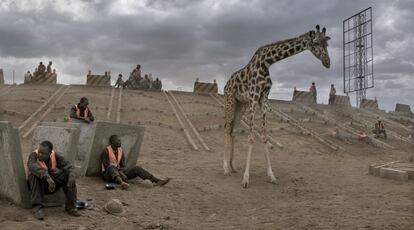 Una jirafa en medio de la construcción de una autopista.