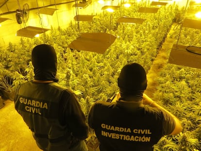Desarticulados siete centros de producción de marihuana en Atarfe y Moraleda de Zafayona (Granada).
GUARDIA CIVIL
(Foto de ARCHIVO)
08/6/2024
