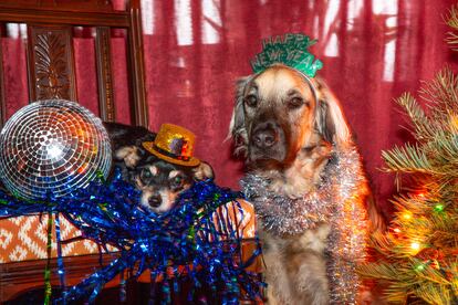 Dos perros "vestidos" para celebrar el Año Nuevo.