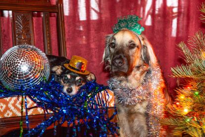 Dos perros "vestidos" para celebrar el A?o Nuevo.